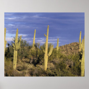 Affiche Mexique, Baja del Norte, Catavina Desert National