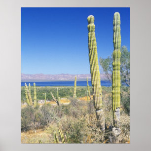Affiche Mexique, Basse Californie du Sud, Mulege, Bahia