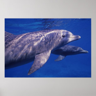 Affiche Mexique, Cozumel. Dauphin à gros nez, Tursiops 2