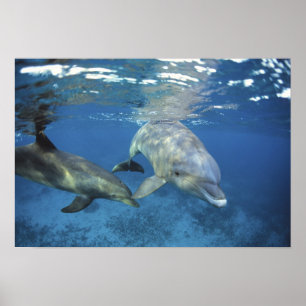 Affiche Mexique, Cozumel. Grand dauphin, Tursiops 5