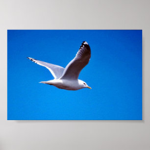 Affiche Miaulent la mouette en vol