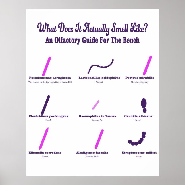 Affiche Microbiologie Bench Olfactory Guide (Devant)