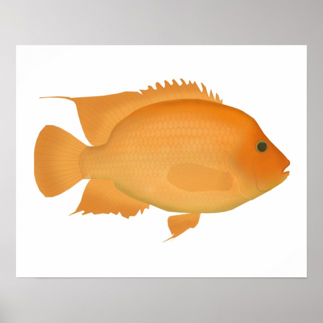 Affiche Midas (Devant)