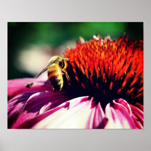 Affiche Miel Abeille Sur Le Confleur Fermer (Devant)