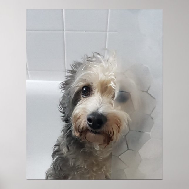 Affiche Mignable Adorable West Highland White Terrier dans (Devant)