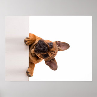 Affiche mignon Bulldog | Vraiment mignon, Bulldog anglais