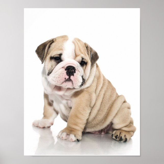 Affiche Mignonne Chien-taupe Chien Triste (Devant)