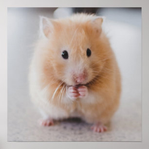 Affiche mignonne de plan rapproché de hamster