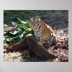 Affiche mignonne de tigre