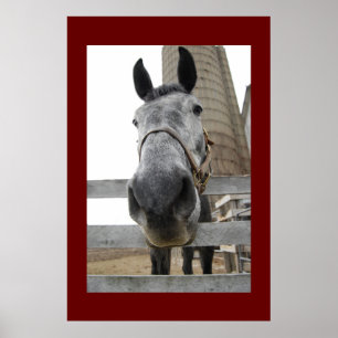 Affiche Mignonne Gros plan d'un cheval