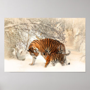 Affiche Mignonne Mère Tigre avec bébé en neige
