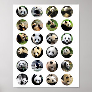 Affiche mignonne panda ours photos nature animal photo