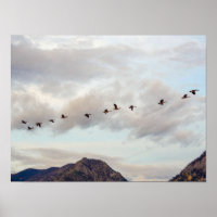 Migration des oiseaux // Photographie de la nature