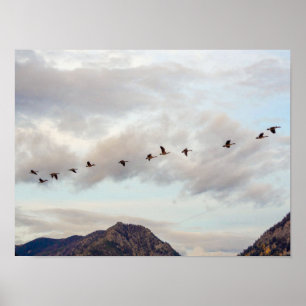 Affiche Migration des oiseaux // Photographie de la nature