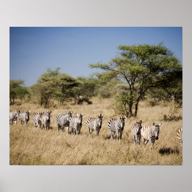 Affiche Migrer la zèbre, Tanzanie (Devant)