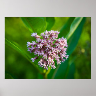 Affiche Milkweed —