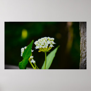 Affiche Milkweed