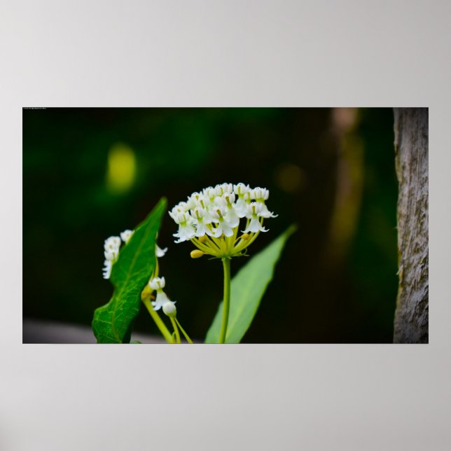 Affiche Milkweed (Devant)