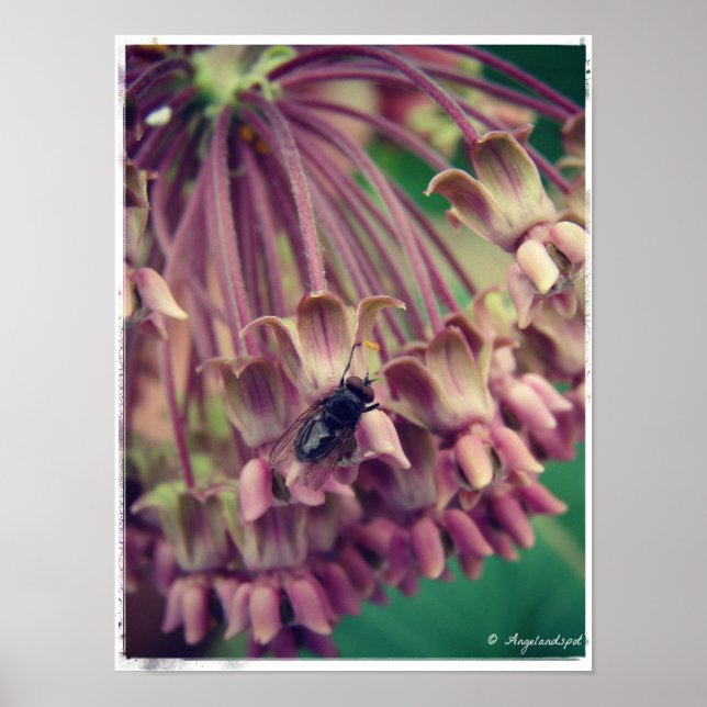 Affiche Milkweed and Fly (Devant)