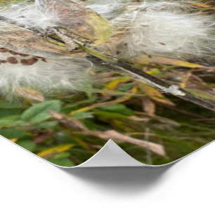 Affiche Milkweed   Naturel