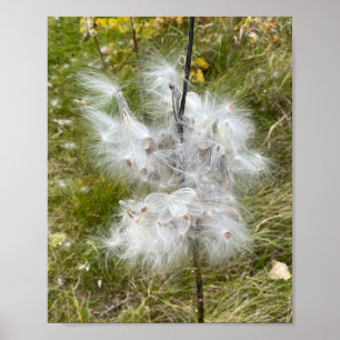 Affiche Milkweed   Papillon
