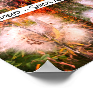 Affiche Milkweed   Sangria