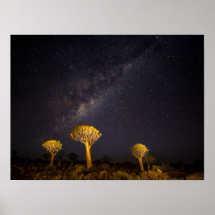 Affiche Milky Way Quiver Tree   Keetmanshoop Namibia