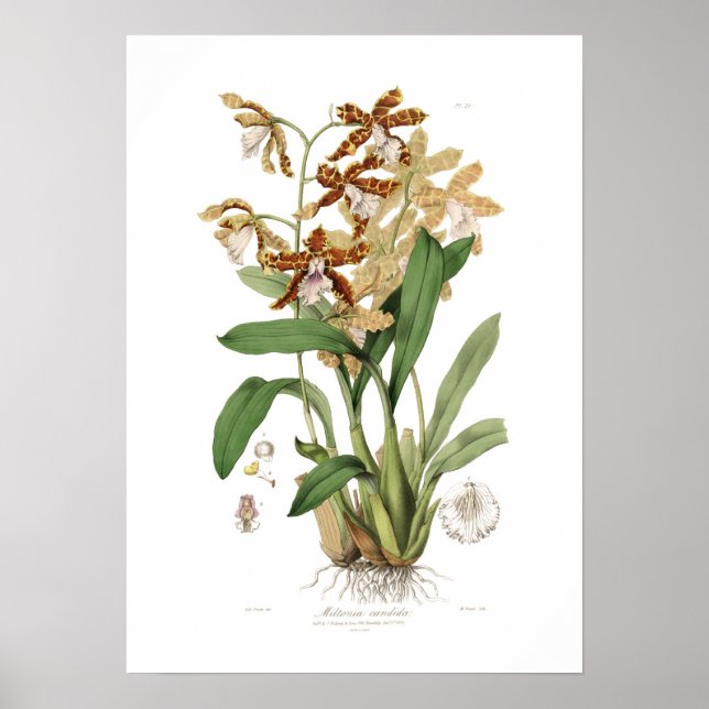 Affiche Miltonia candida (Devant)
