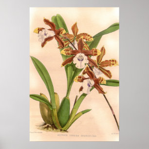 Affiche Miltonia candida Orchidée
