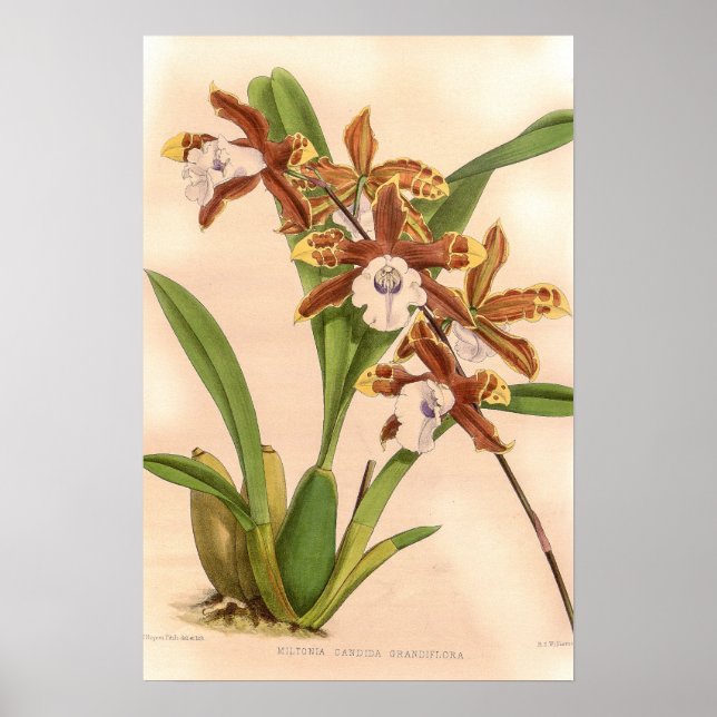 Affiche Miltonia candida Orchidée (Devant)