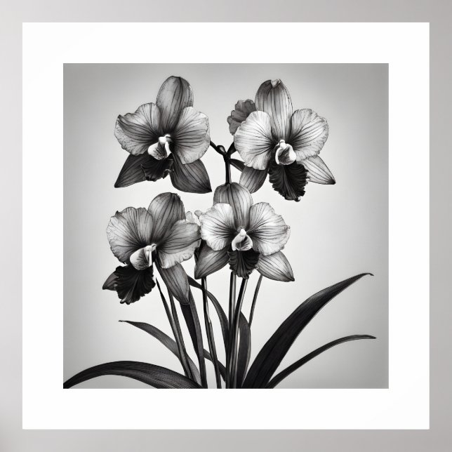 Affiche Miltonia Orchidées II Imprimantes d'art monochroma (Devant)
