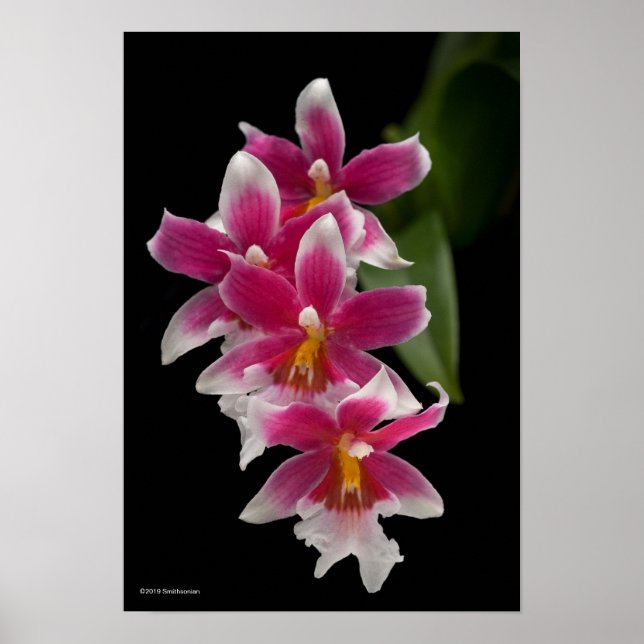 Affiche Miltonioda Sakura (Devant)