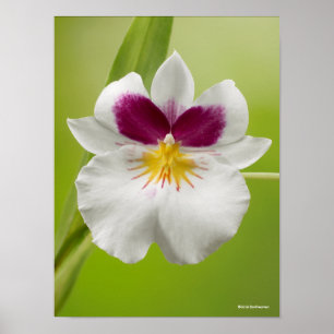 Affiche Miltoniopsis Roezlii (orchidées de pensée)