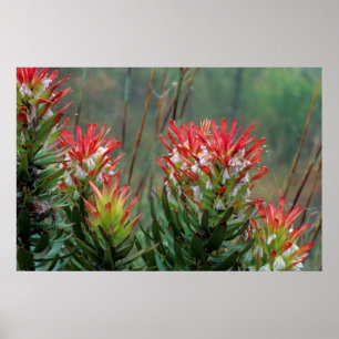 Affiche Mimètes communs (Mimetes Cucullatus)