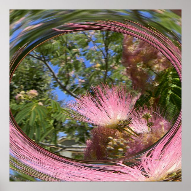 Affiche Mimosa... (Devant)