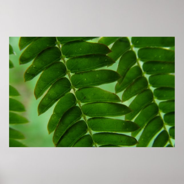 Affiche Mimosa Secrets (Devant)