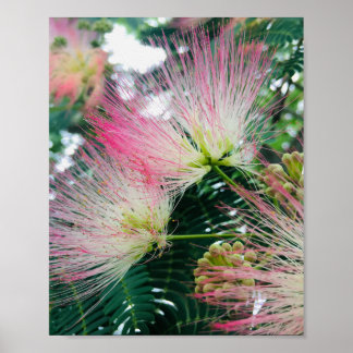 Affiche Mimosa Tree Flowers