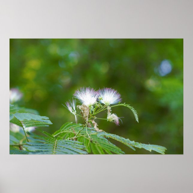 Affiche Mimosa Tree Flowers (Devant)