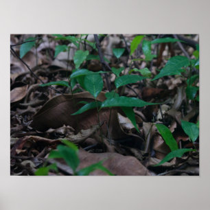 Affiche Mini Forêt