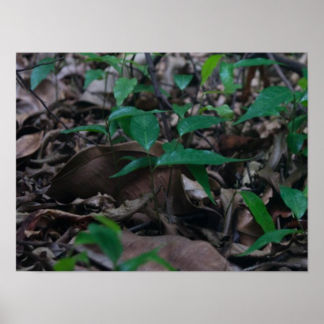 Affiche Mini Forêt (Devant)