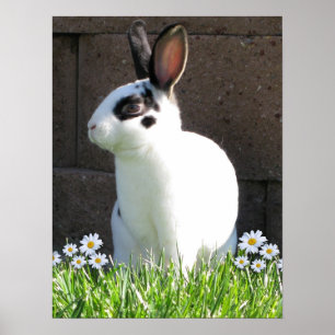 Affiche Mini rex avec des marguerites
