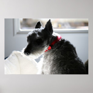 Affiche Mini Schnauzer