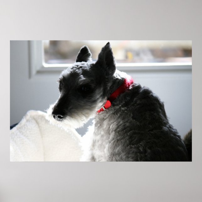 Affiche Mini Schnauzer (Devant)