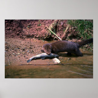Affiche Mink with small fish