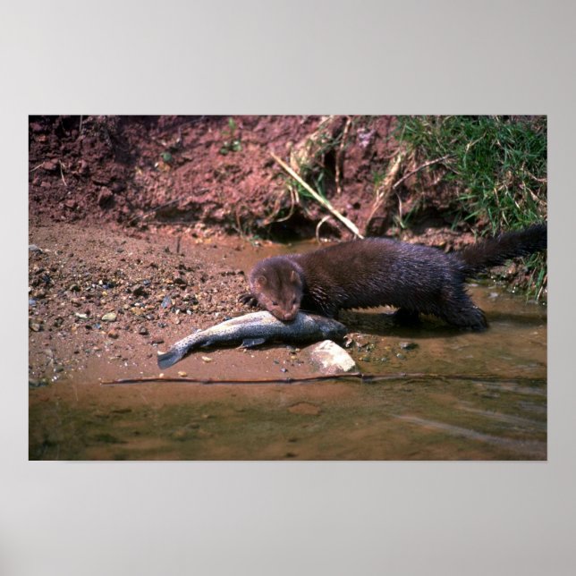 Affiche Mink with small fish (Devant)