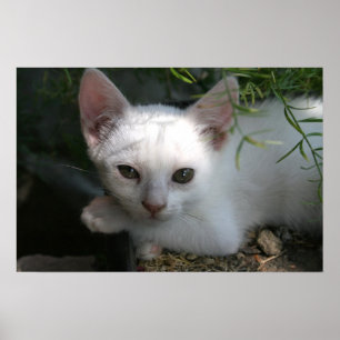 Affiche Minou blanc