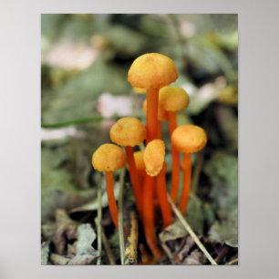 Affiche Minuscule Champignons Orange Nature