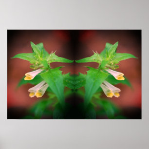 Affiche Minuscule fleur blanche sauvage miroir floral art