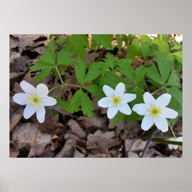 Affiche minuscule fleurs blanches (Devant)