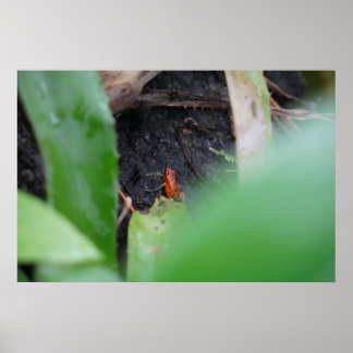 Affiche Minuscule Grenouille Rouge Dangereuse